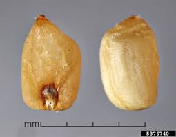 Image result for Rottboellia cochinchinensis