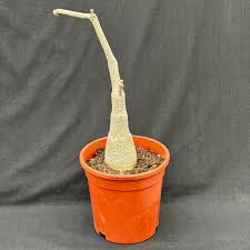 Image result for Fockea multiflora