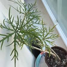 Image result for Jatropha multifida