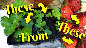 We did not find results for: Grow Strawberries From A Store Bought Fruit S Seeds Youtube