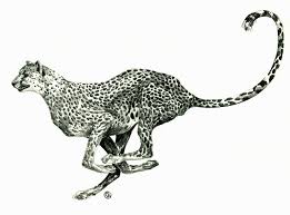 Online art teacher animal drawing . How To Draw A Cheetah Running Easy Step By Step For Beginners Rock Draw