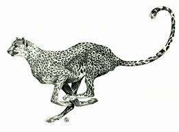 We did not find results for: How To Draw A Cheetah Running Easy Step By Step For Beginners Rock Draw