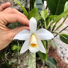 Image result for Lankesteria alba