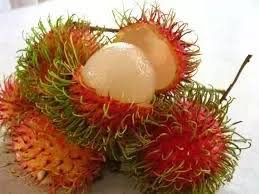 Select from 35919 printable coloring pages of cartoons, animals, nature, bible and many more. What Are Tips For Growing Rambutan Quora