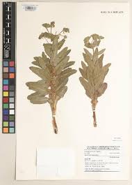 Image result for Euphorbia guerichiana