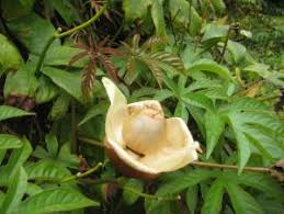 Image result for Merremia tuberosa