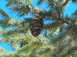 Image result for Pseudovigna