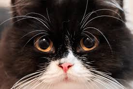 5 Mitos e verdades sobre o gato vira-lata | WHISKAS®