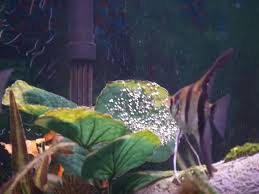 Freshwater Angelfish Eggs Hd Angelfish Eggs Aquarium Advice Angel Fish Aquarium Fish Tank Home Aquarium Fish