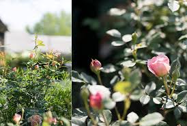 Easy to care for, with a long flowering season they can make a great addition to any outdoor space. The Fascinating History Of David Austin Roses Terrain