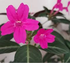 Image result for Ruellia makoyana