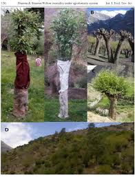 Image result for Cyperus trigonellus