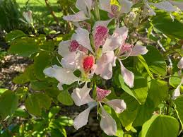 Image result for Bauhinia monandra