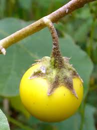 Image result for Solanum viarum