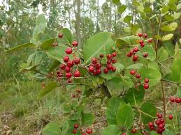 Image result for Psorospermum febrifugum