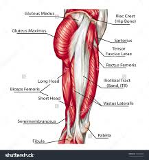 Smartdraw includes 1000s of professional healthcare and anatomy chart templates that. Groin Muscles Diagram Koibana Info Leg Muscles Diagram Hip Muscles Anatomy Leg Muscles Anatomy
