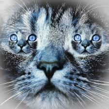 Discover 126 free cat meme png images with transparent backgrounds. Top 10 Funniest Cat Memes Cat Memes Funniest Cat Memes Funny Cats