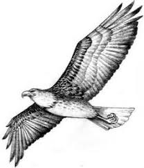 Diese vogel bilder und tiere malvorlagen zum ausmalen und ausdrucken werden immer gratis, kostenlos und umsonst bleiben. 22 Adler Ideen Adler Adler Zeichnung Weisskopfseeadler