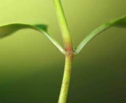 Image result for Justicia tenella