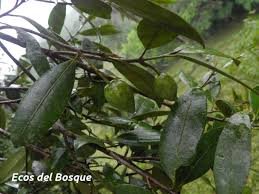El guanandi (calophyllum brasiliensis) es un árbol de la familia clusiaceae, brasileño, de américa central, y de américa del norte méxico; Calophyllum Brasiliense Ecos Del Bosque