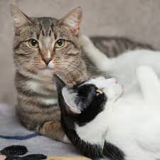 We offer 100% money back guarantee on all our services. Dollars And Pets Boarding And House Sitting Costs For Pets