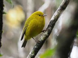 Image result for Hermannia parvula