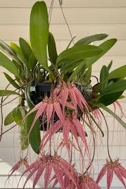 Image result for Bulbophyllum stolzii