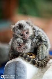 Image result for MONKEYS