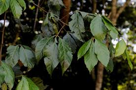 Image result for Allophylus chaunostachys × rubifolius