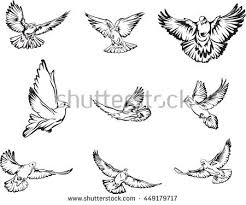 How to draw doves with one continuous line? Realistic Dove Drawing At Paintingvalley Com Explore Collection Of Realistic Dove Drawing