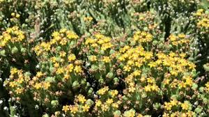 Flowers are small.pink or white. Sedum On Stone Wall Sedum Stock Footage Video 100 Royalty Free 1072804175 Shutterstock