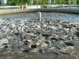 Budidaya Ikan Lele Dengan Sistem Bioflok Aquaponics Kolam Ikan Kebun
