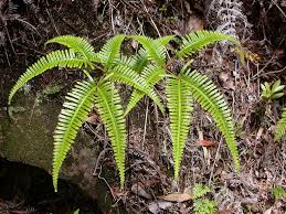 Image result for Pteris linearis