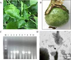 Maybe you would like to learn more about one of these? Identification Of Telosma Mosaic Virus Infection In Passiflora Edulis And Its Impact On Phytochemical Contents Virology Journal Full Text