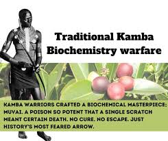 Image result for Acokanthera schimperi