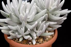 Image result for Senecio forbesii