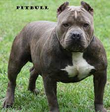 Pitbull The Most Dangerous Dog Breed In The World Steemit