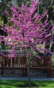 Maybe you would like to learn more about one of these? 7 Spectacular And Practical Spring Flowering Trees