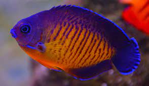 Peixe Anjo Conheca 10 Especies Mais Seguras Para Aquario Com Corais