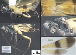 Pest control in the missouri area. Minimalist Revision And Description Of 403 New Species In 11 Subfamilies Of Costa Rican Braconid Parasitoid Wasps Including Host Records For 219 Species