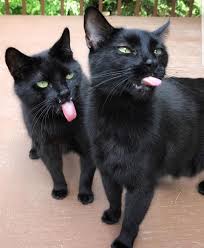 Bleppers Blepping Cats Pretty Cats Cute Baby Animals