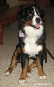 bernese mountain dog breed information and pictures