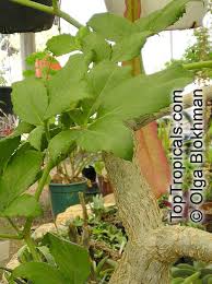 Image result for Cyphostemma barbosae