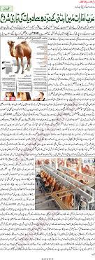Camels can thrive even in areas where horses and cows would have trouble surviving at all. Camel Milk Urdu Totkay Superior Daisy Totkay Superior Daisy Hikmat Ø§Ø±Ø¯Ùˆ Ù¹ÙˆÙ¹Ú©Û' Ø§Ø¹Ù„ÛŒ Ø¯ÛŒØ³ÛŒ Ù¹ÙˆÙ¹Ú©Û' Ø§ÙˆØ± Ø§Ø¹Ù„ÛŒ Ø¯ÛŒØ³ÛŒ Ø­Ú©Ù…Øª