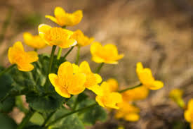 Il giallo e l'arancio sono colori allegri e solari, per questo regalando un bouquet di fiori misti gialli e arancio si vuole esprimere un con pochi click potrai ordinare online un bouquet di fiori misti gialli e arancio ed in poche ore lo consegneremo al destinatario che avrai indicato, con la spedizione gratuita. Piante Acquatiche Giardinaggio Fiori Animali E Centinaia Di Articoli Passo Passo