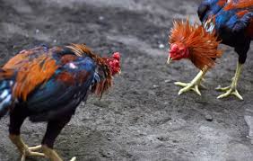 Check spelling or type a new query. Tag Pakan Ayam Pukul Ayam Bangkok