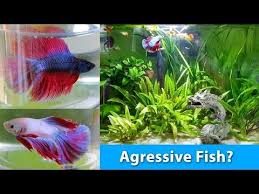 How To Choose The Perfect Betta For A Community Tank I Betta Fish Help Community Tanks Betta Fish Community Fish Tank