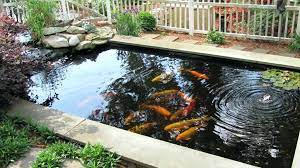 A great way to keep your koi fish pond safe is to add koi houses to the pond. Guide For Getting The Best Fish Pond Sealer My Reader Books