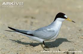 Black Birds In Pakistan Saunders S Tern Sternula Saundersi Found In Bahrain Iran Israel Kenya Madagascar Pakistan Oman Saudi Arabia Sri Lanka T Sea Birds Wild Birds Birds
