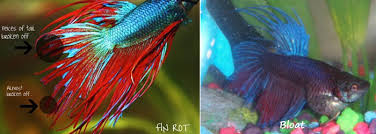 Betta fish has been since early times of its discovery been used for fight shows which started in thailand initially leading to its fame all over the globe. Find Out How To Prevent The Betta Fish Diseases